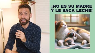 ¿Por qué mi gata está amamantando a un gatito que no es su hijo  Embarazo psicológico en gatas [upl. by Norvil307]