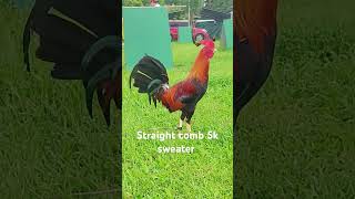 Our straight comb 5k sweater gcgf batangas shortvideo chicken shortviral animals [upl. by Zoarah]