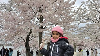 Cherry blossom Washington DC  Cherry Blossom watch 2024  DC Cherry Blossom festival cherryblossom [upl. by Aianat92]