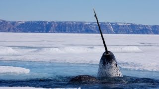 Focus on Species Narwhal Monodon monoceros [upl. by Grubman]