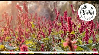 Baltic Gardening 🤍 Talking about Bistorta  snakeroot A must have perennial for each garden [upl. by Fortna]