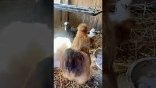 Silkies silkie chickens [upl. by Grubb]