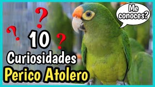 10 Datos del PERICO ATOLERO o Frente Naranja 🦜🍊 Cuidados del chocoyo [upl. by Nnaasil203]