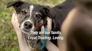 ASPCA TV Spot ‘Family’ Song by Mina Tank  iSpottv [upl. by Ahsenrad]