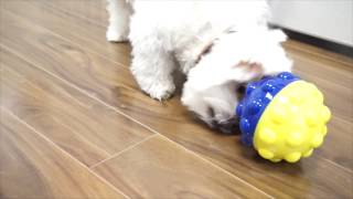 Treat Ball Treat Dispensing Toy for Dogs [upl. by Essam]