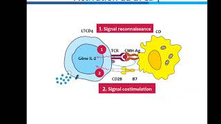 Activation et différenciation des lymphocytes TCD4 [upl. by Zarla328]