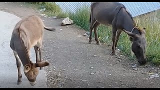 Donkeys  White Stray dog standing on one leg  New white stray dog trending viralvideo uk drama [upl. by Neelrad]