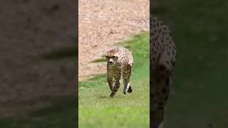 Dog Showdown Rottweiler German Shepherd or Pitbull vs Leopard 🐶⚔️ shorts leopard dogs [upl. by Xirdnek]