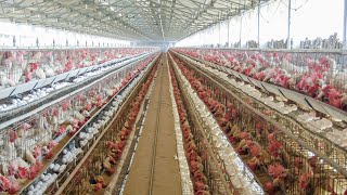 layer poultry farm business plan 2024 ॥।पोल्ट्री का वीडियो eggfarming poultryfarming [upl. by Sirad]