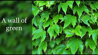 A wall of green  Boston Ivy Parthenocissus tricuspidata [upl. by Stace]