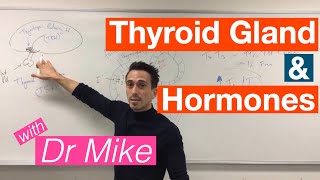 Thyroid Gland and Hormones [upl. by Lirrehs]