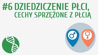 Dziedziczenie płci cechy sprzężone z płcią 6  Genetyka [upl. by Chuch]