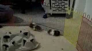 Baby hamsters playing leapfrog so cute [upl. by North]