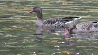 Eastern greylag goose Anser anser rubrirostris at Tierpark Berlin [upl. by Elbert440]