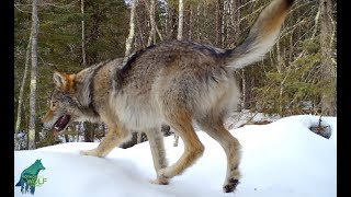 Wildlife activity around a previously used wolf den [upl. by Temple]