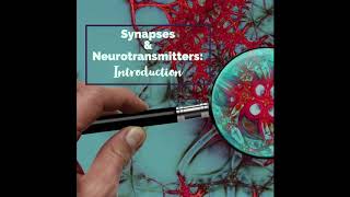 Synapses1 Intro to chemical synapses [upl. by Atirak223]