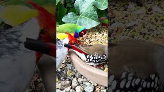 Diamond firetail finch bird aviary [upl. by Lyrret]