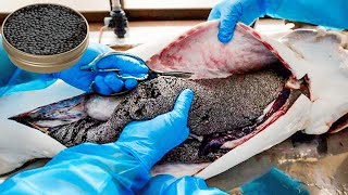 How Beluga Sturgeon is Farmed amp Caviar Extraction is Made  Caviar Farm Insight  How Caviar is Made [upl. by Brosy814]