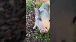 Assaggio susina 🍎 animals maialino minipig family pets funny cute love maky [upl. by Kcinemod]