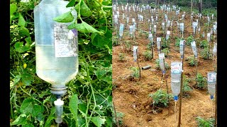 Plastic Bottle Drip Water Irrigation System Very Simple Easy ll DIY home drip irrigation system [upl. by Petronella]