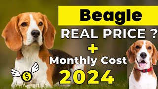 Beagle Dog Price In India 2024  Price of Beagle in india and Monthly Expenses [upl. by Maltzman]