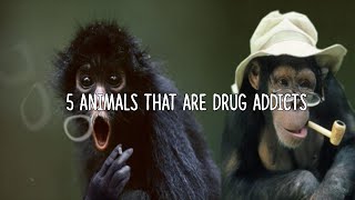 5 Animals That Are Drug Addicts [upl. by Waite]