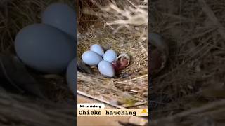 birds macaw reels chicks parrot youtubeshorts youtube birdslover cockatoo trending eggs [upl. by Ecila]