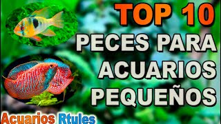 TOP 10 peces para acuarios pequeños 🐠🌱entre 15 y 50 litros [upl. by Janette232]