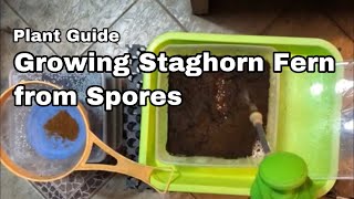 Growing Staghorn from Spore  Ep06 [upl. by Martynne]