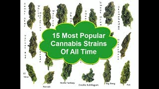 The 15 Most Popular Cannabis Strains Of All Time [upl. by Zacharie]