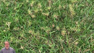 Bermudagrass mite [upl. by Raval]