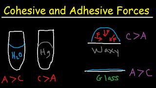 Cohesive and Adhesive Forces of Water [upl. by Ahseinek871]