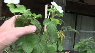 Rubus Benenden used in Breeding [upl. by Jaclin]