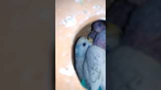 Baby parrot our thanda mosam blue parrot viral pets tranding lovebirds birds parrot [upl. by Annael]