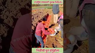 तरकारी बिक्रि नभएपछि यस्तो गरेको हो त  farmers tricks traditional storing vegetablesturnip [upl. by Ludlow301]