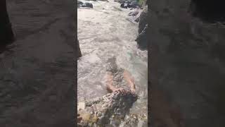 River  Mountains  Forest  Nature uttrakhand gangariver nature india yt ytshorts love [upl. by Kra]