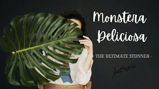 Monstera Deliciosa  The Ultimate Stunner of a Houseplant [upl. by Nicolis]