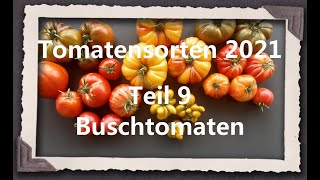 Tomatensorten 2021 Teil 9  Buschtomaten [upl. by Asiar]