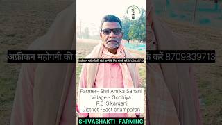 African mahogany tree farming अफ्रीकन महोगनी shortvideo shivashakti plantbreeding agriculture [upl. by Talyah]