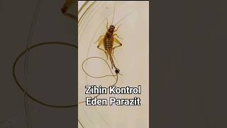 Zihin Kontrol Eden Parazit  Nematomorpha [upl. by Lyndon]