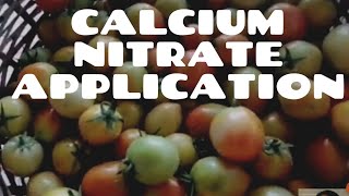 How to Apply Calcium Nitrate Drenching Fertilizer application [upl. by Aisila]