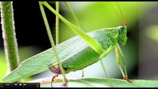 Understanding Insect Sounds Natures Orchestra [upl. by Weigle]