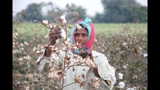 Baumwollernte bis zum Bedrucken der Stoffe in Indien [upl. by Efeek536]