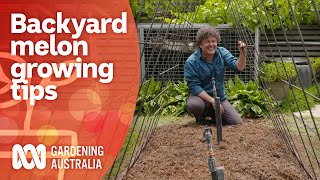 How to grow watermelon varieties in a small space  Growing Fruit and Vegies  Gardening Australia [upl. by Anirahc]