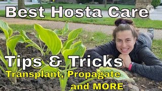 How to Care for Hosta  Hosta Transplant  Hosta Propagate  Hosta Fertilizer  Hosta Watering [upl. by Lian334]