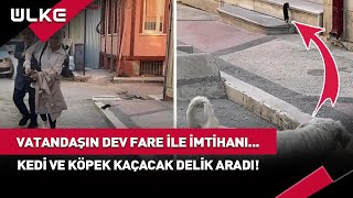 Dev Fareyi Gören Kedi ve Köpeğin Nutku Tutuldu 🙀🐕 ulketv [upl. by Annovoj]