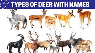 Types Of Deers With Names  Top 11 Species Of Deer in the World  HYAnimals World1 [upl. by Normy]