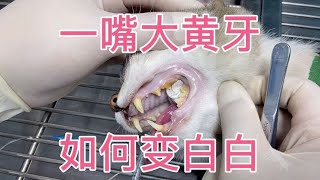 “大黄牙变身记”洗牙过程超解压，长视频……兽医 记录真实生活 分享 日常生活 [upl. by Neicul]