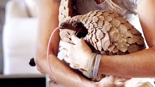 Making a Pangolin an Influencer  Natural World  BBC Earth [upl. by Eesak477]