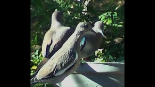 WHITE WINGED DOVE in Texas patriot3326 How to increase views  Views ko kaise badaye [upl. by Namdor46]